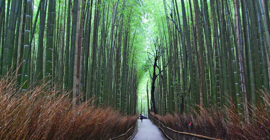 Бамбуковая роща Арасияма (Arashiyama Bamboo Forest), Япония