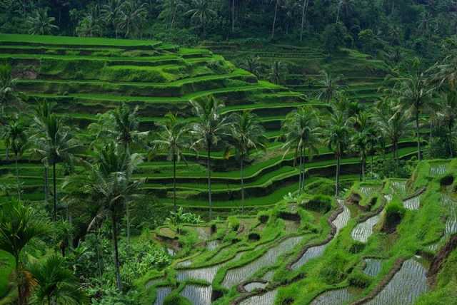 Рисовые террасы, Бали
